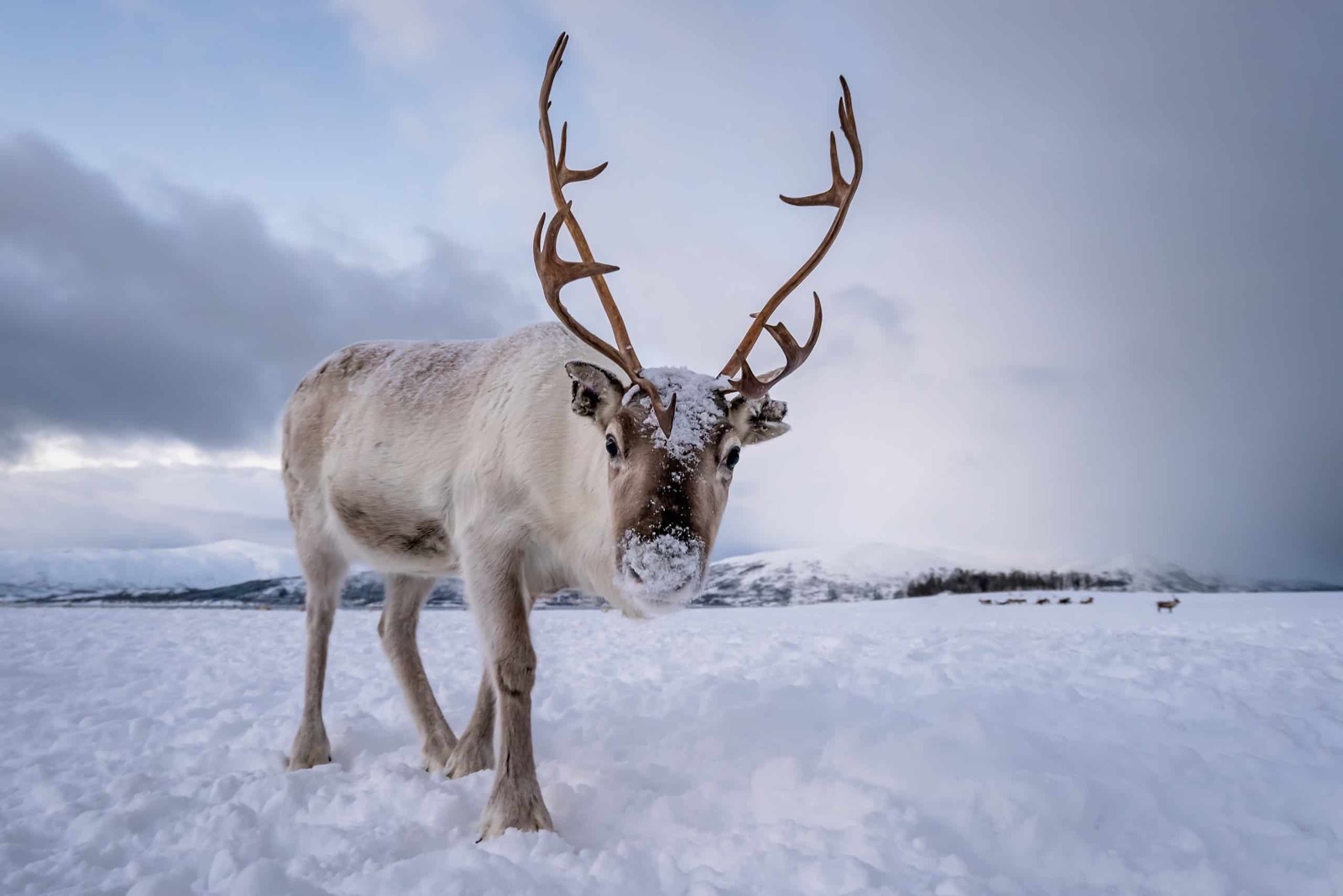 This 22-Question Random Knowledge Test Will Reveal If You Know a Little or a Lot reindeer