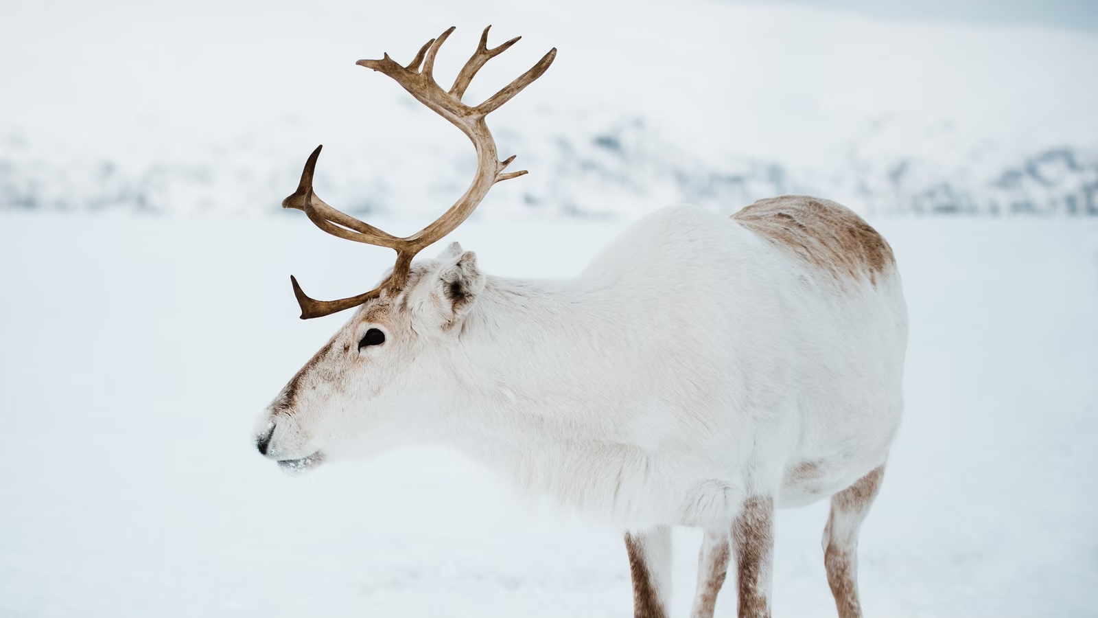 Santa Claus Quiz Reindeer