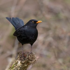 Christmas Trivia Questions Calling birds