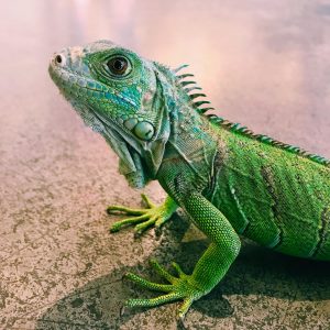 Evolution Quiz Reptiles