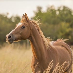 Can You Fill in the Blanks for These Common and Maybe Not-So-Common Sayings? Horse