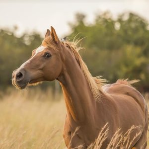 Can You Fill In Blanks For Common & Maybe Not-So-Common… Quiz Horse