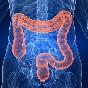 L Trivia Quiz Large intestine