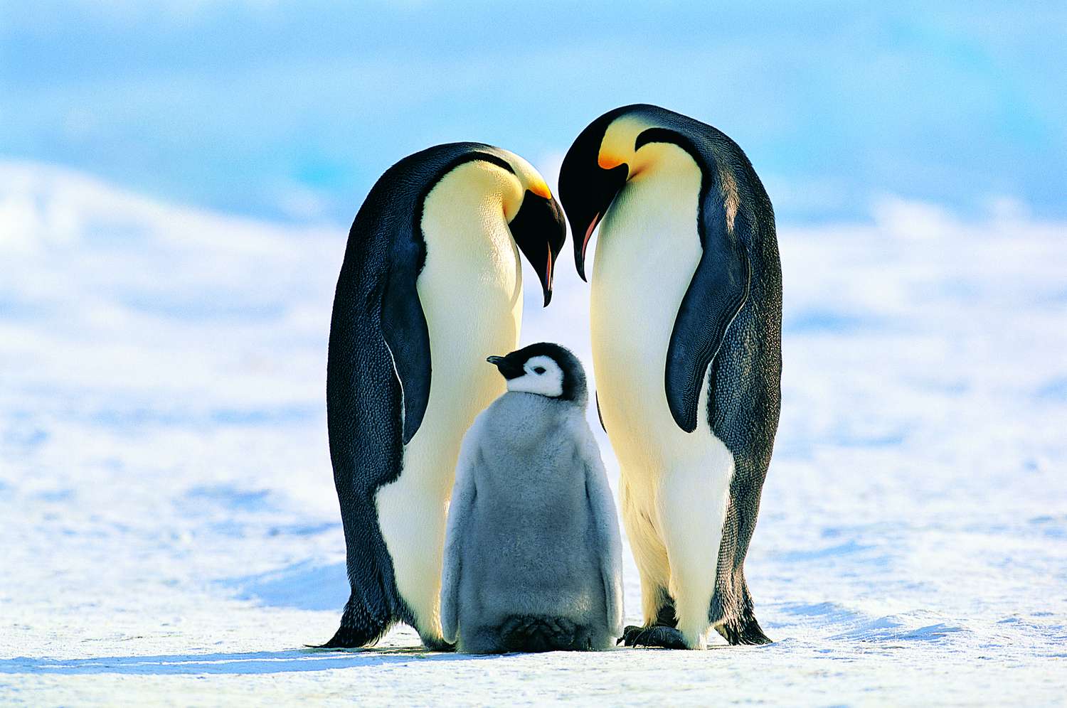🚢 Journey Around the World in 24 Questions – How Well Can You Score? Emperor Penguins