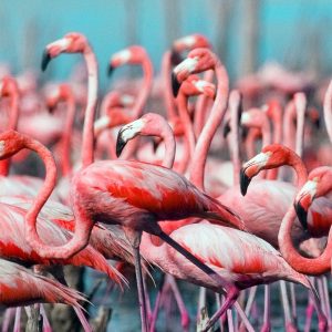 Pink Trivia Quiz Flamingos