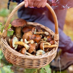Are You A Desert, Forest, Mountain, Or Ocean? Quiz Foraging