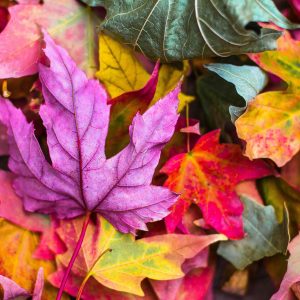 Autumn Idioms Quiz Cool, crisp weather typical of autumn