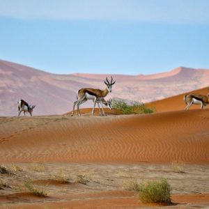 It’s Just for Fun, But Let’s See If You Can Get 15/20 on This Geography Test Namibia