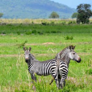 Let's See If You Can Get 15 On This Geography Test Tanzania