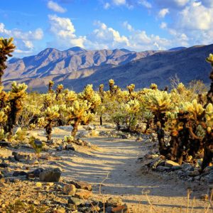 Spring Geography Quiz Joshua Tree National Park