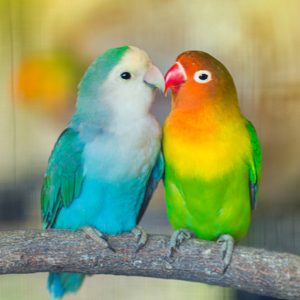 Smile Dating Test Colorful bird
