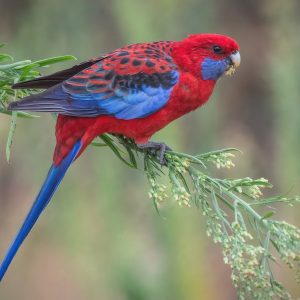 🧪 This Science Quiz Will Be Extremely Hard for Everyone Except Those With a Seriously High IQ 🧠 Crimson rosella