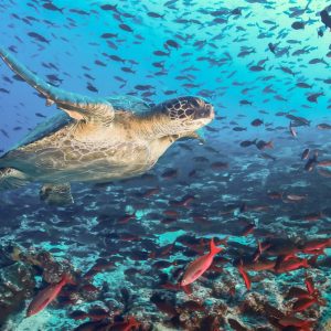 What Type Of Dolphin Are You? Quiz Galápagos