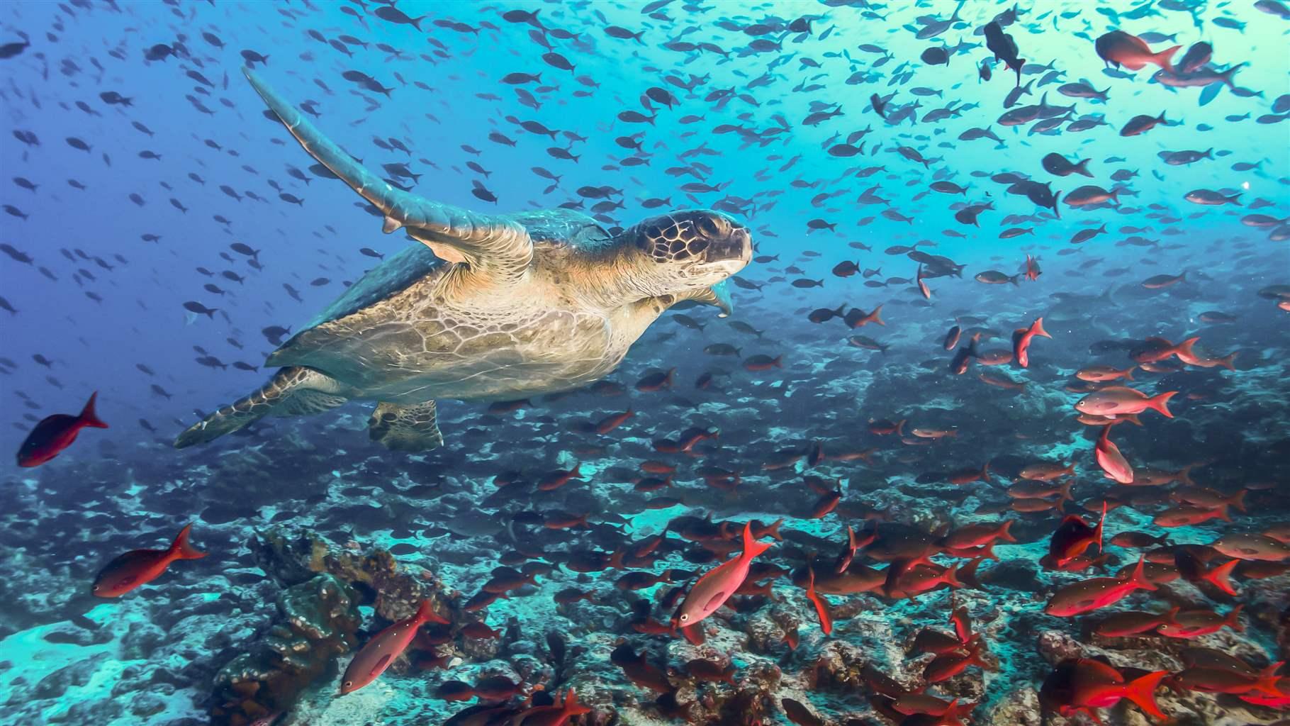 Sea Trivia Galapagos Islands Sea Turtle