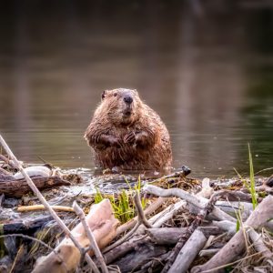 Pick Animals & Find Out Your True Season Quiz Beaver