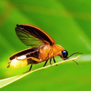 Yellow Trivia Quiz Firefly