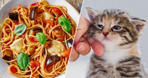 I'll Use AI to Figure Out What Pet Suits You by Food Yo… Quiz