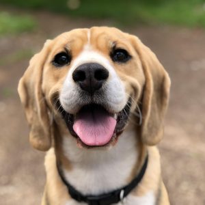 Cat Or Dog Breed Quiz Dog