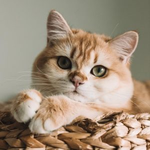 Cat Or Dog Breed Quiz Cat
