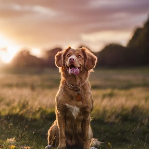 Are You A Black Cat Or A Golden Retriever? Quiz Dog