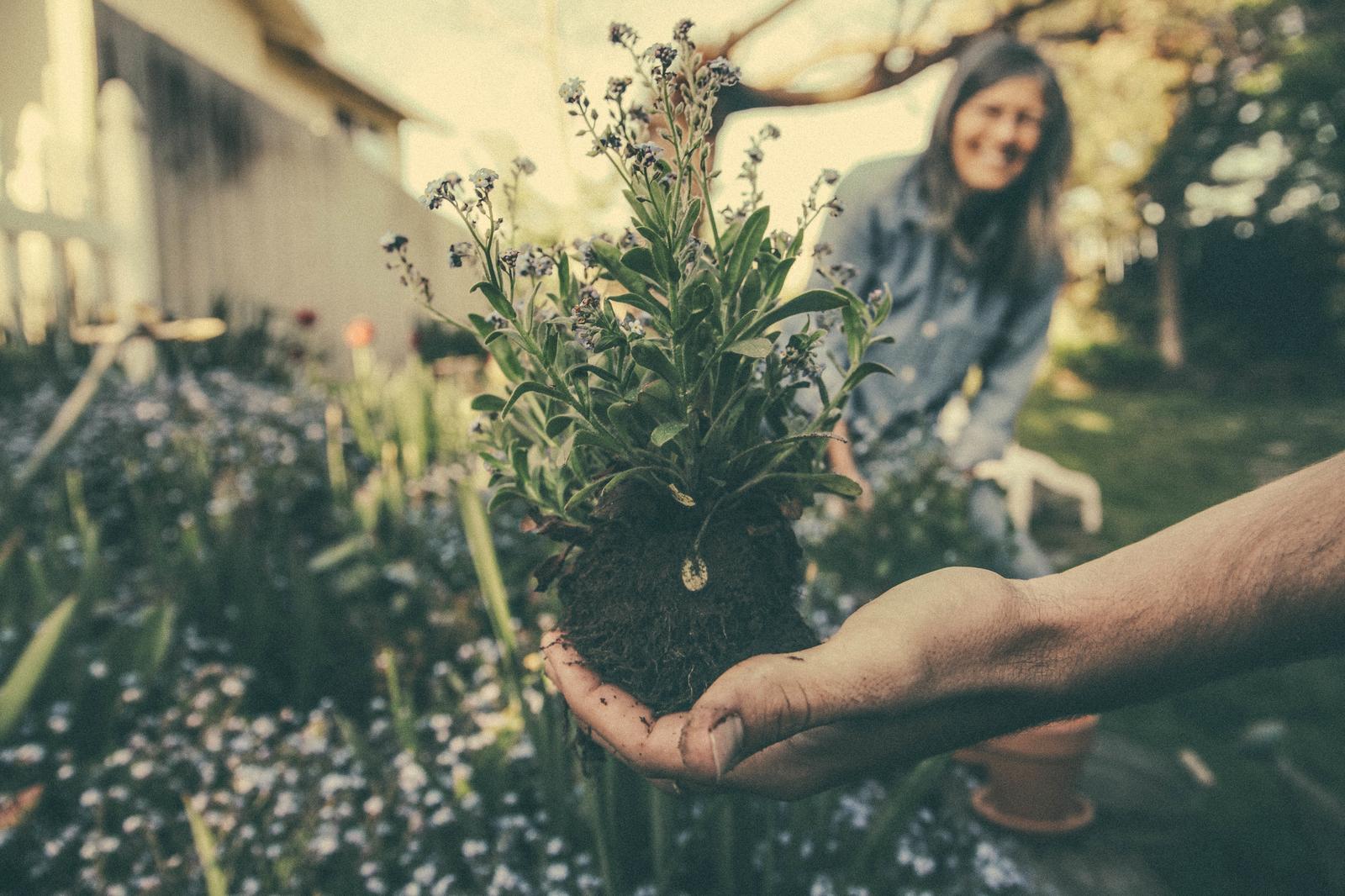 T Trivia Quiz Gardening