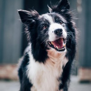 Which Minion Are You? Quiz Dog