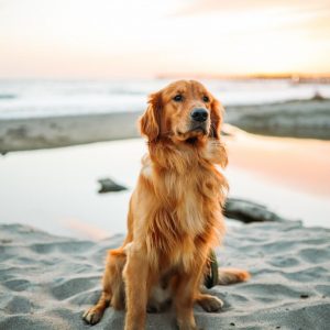 Are You A Carnivore Or Herbivore? Quiz A dog or a cat