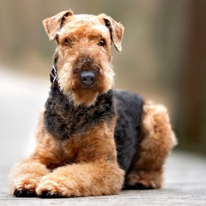 Dog Personality Quiz 🐶: What Wild Animal Are You? 🦁 Airedale Terrier