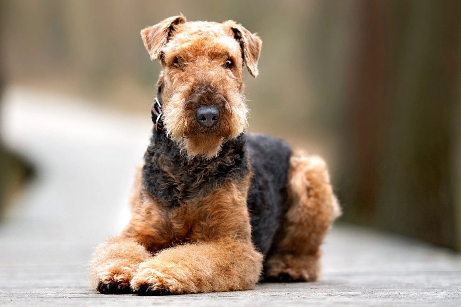 This Dog Trivia Quiz Will Separate the 🐶 Pups from the Top Dogs 🐕 – Are You Ready to Play? Airedale Terrier
