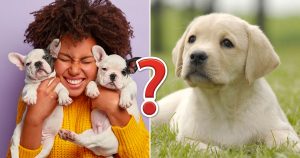 We've Gone to Dogs! Can You Ace This 20-Question Dog Quiz?