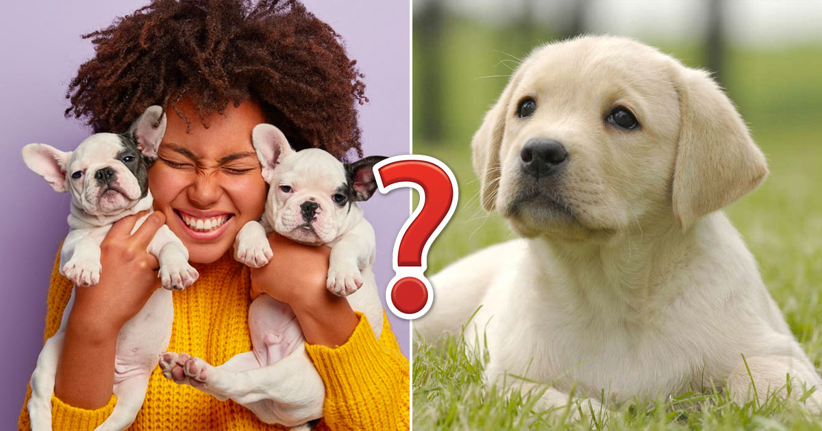 We’ve Gone to the Dogs! 🐕 Can You Ace This 20-Question Dog Quiz?
