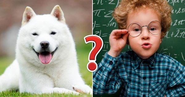 Getting Full Marks on This General Knowledge Quiz Is the Only Proof You Need to Show You’re the Intelligent Friend