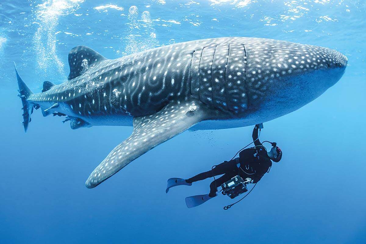 Cool Animals Whale shark