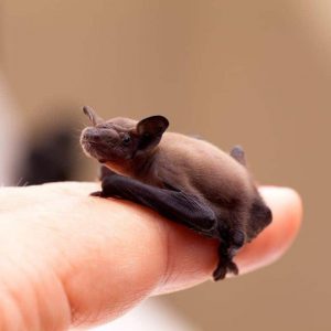 Yellow Trivia Quiz From a bat