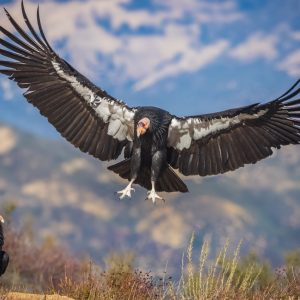 Second Largest Animals California condor