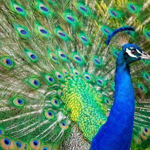 Alphabet Animals Pet Quiz Peacock