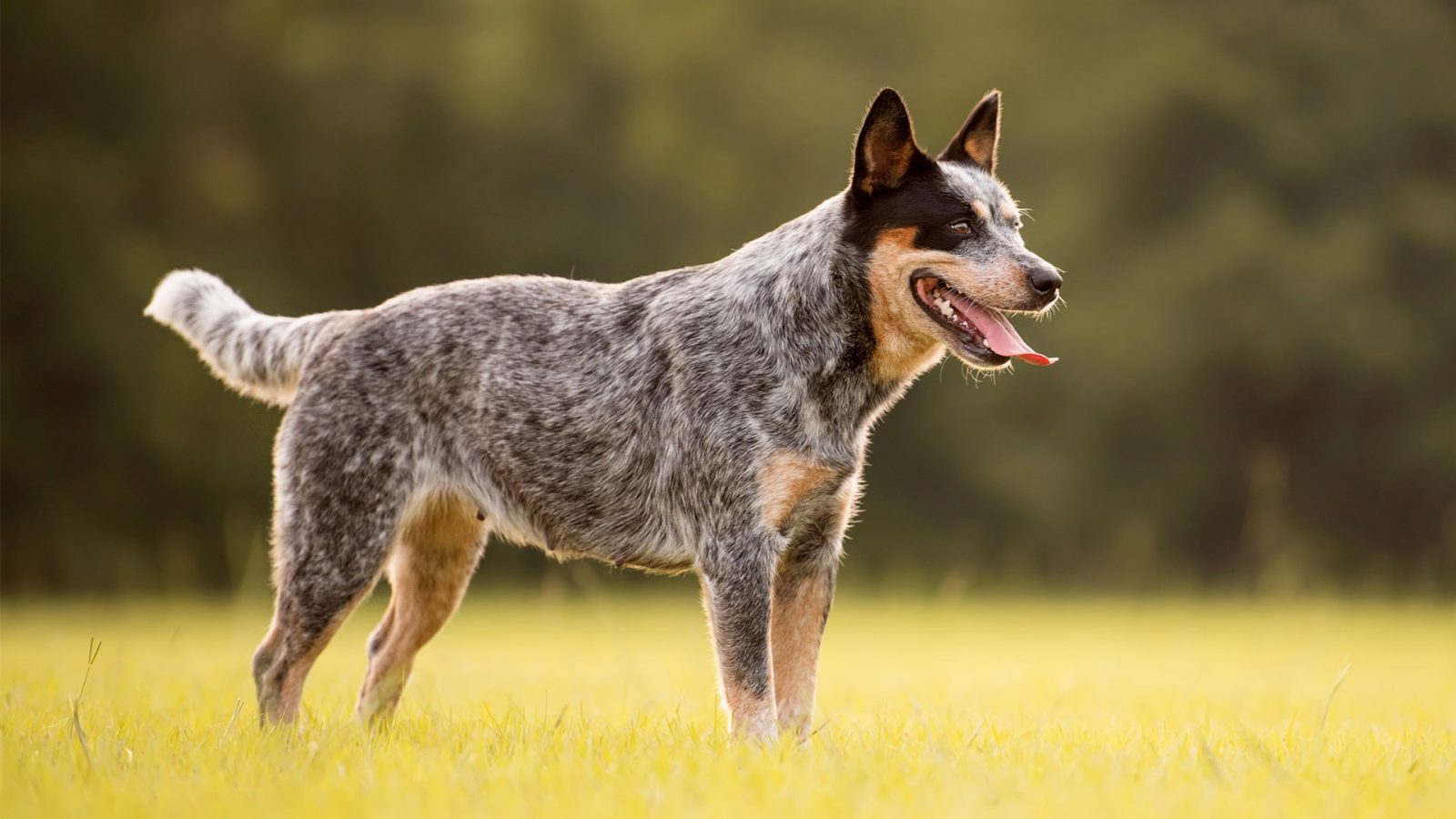 Only the Biggest Dog Lovers Can Identify All 20 of These Breeds 🐾 — Can You? Australian Cattle Dog