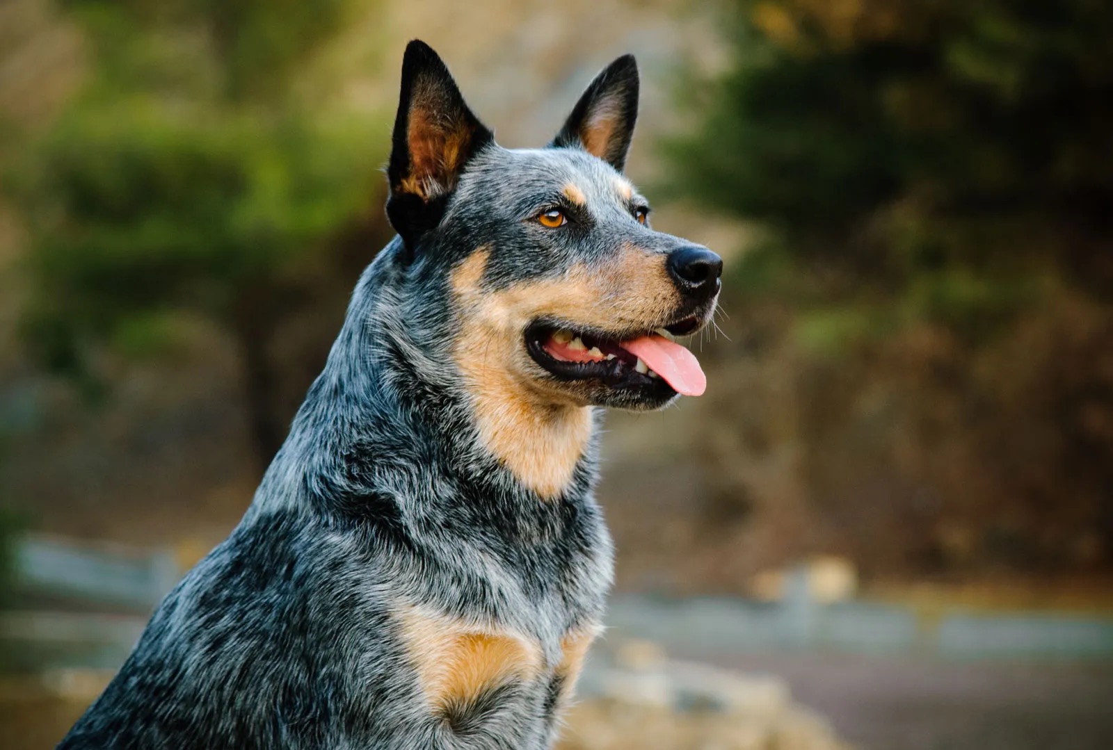 It’s OK If You Don’t Know That Many Dog Breeds. 🐶 Take This Quiz to See Some Pups Anyway Australian Cattle Dog