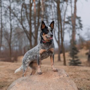Dog Personality Quiz 🐶: What Wild Animal Are You? 🦁 Australian Cattle Dog