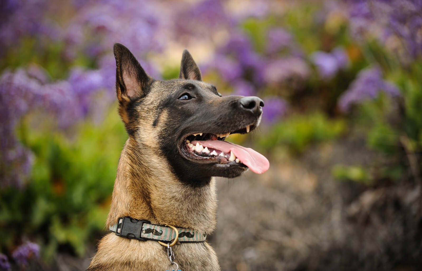 Can You Pass This Geography Quiz Where Every Question Comes With a 🐶 Dog-Related Clue? Belgian Shepherd Malinois