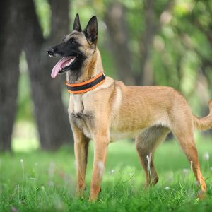 Dog Personality Quiz 🐶: What Wild Animal Are You? 🦁 Belgian Shepherd Malinois