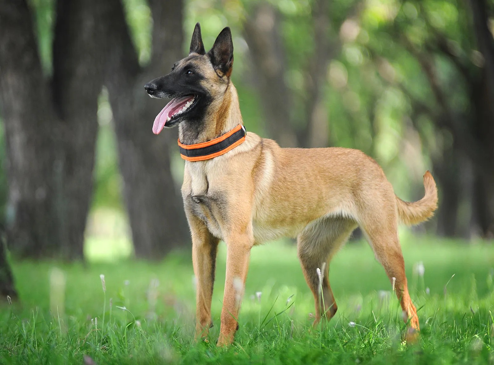 Only the Biggest Dog Lovers Can Identify All 20 of These Breeds 🐾 — Can You? Belgian Shepherd Malinois