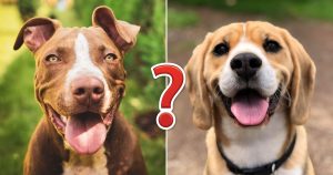 Only Biggest Dog Lovers Can Identify All 20 Breeds Quiz