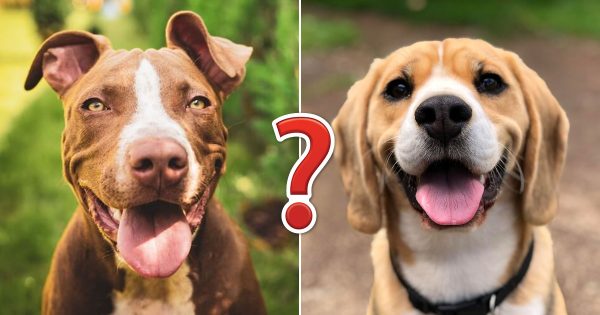 Only the Biggest Dog Lovers Can Identify All 20 of These Breeds 🐾 — Can You?