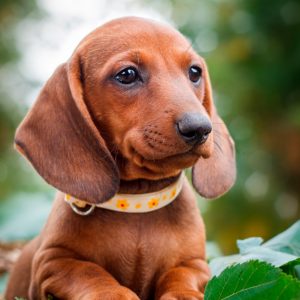 Dog Personality Quiz 🐶: What Wild Animal Are You? 🦁 Dachshund