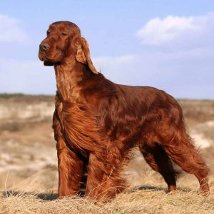 Form Team Of Dogs To Know If You're Introvert Or Extrov… Quiz Irish Setter