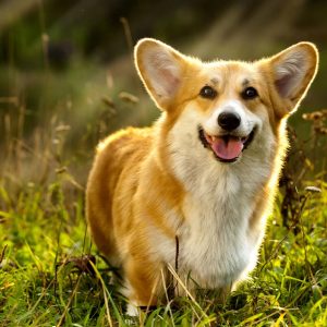 Dog Personality Quiz 🐶: What Wild Animal Are You? 🦁 Welsh Corgi