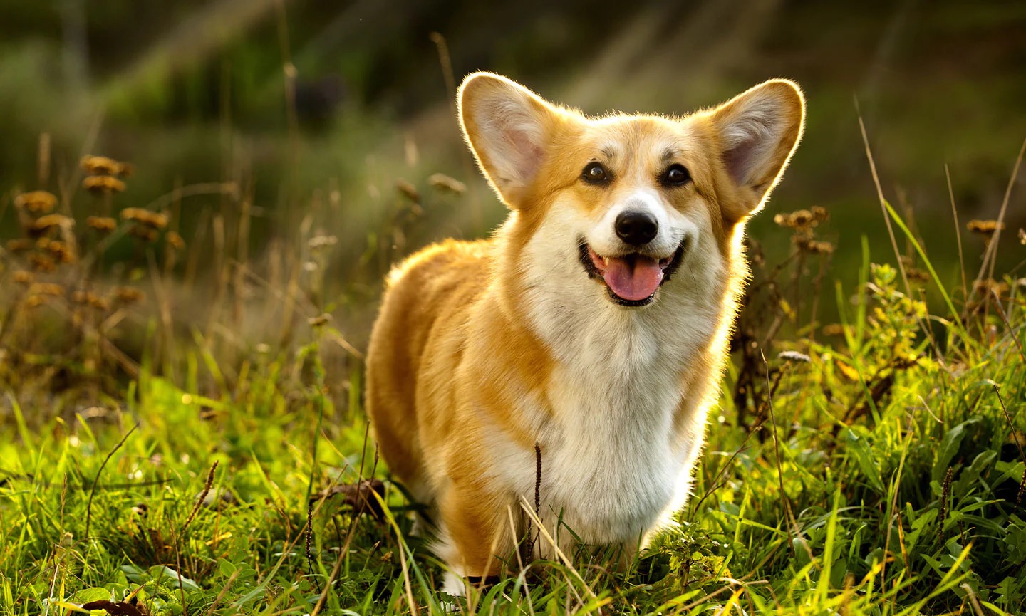 🐶 Form a Team of Dogs to Find Out If You’re an Introvert or an Extrovert Welsh Corgi