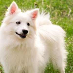 Dog Personality Quiz 🐶: What Wild Animal Are You? 🦁 American Eskimo Dog