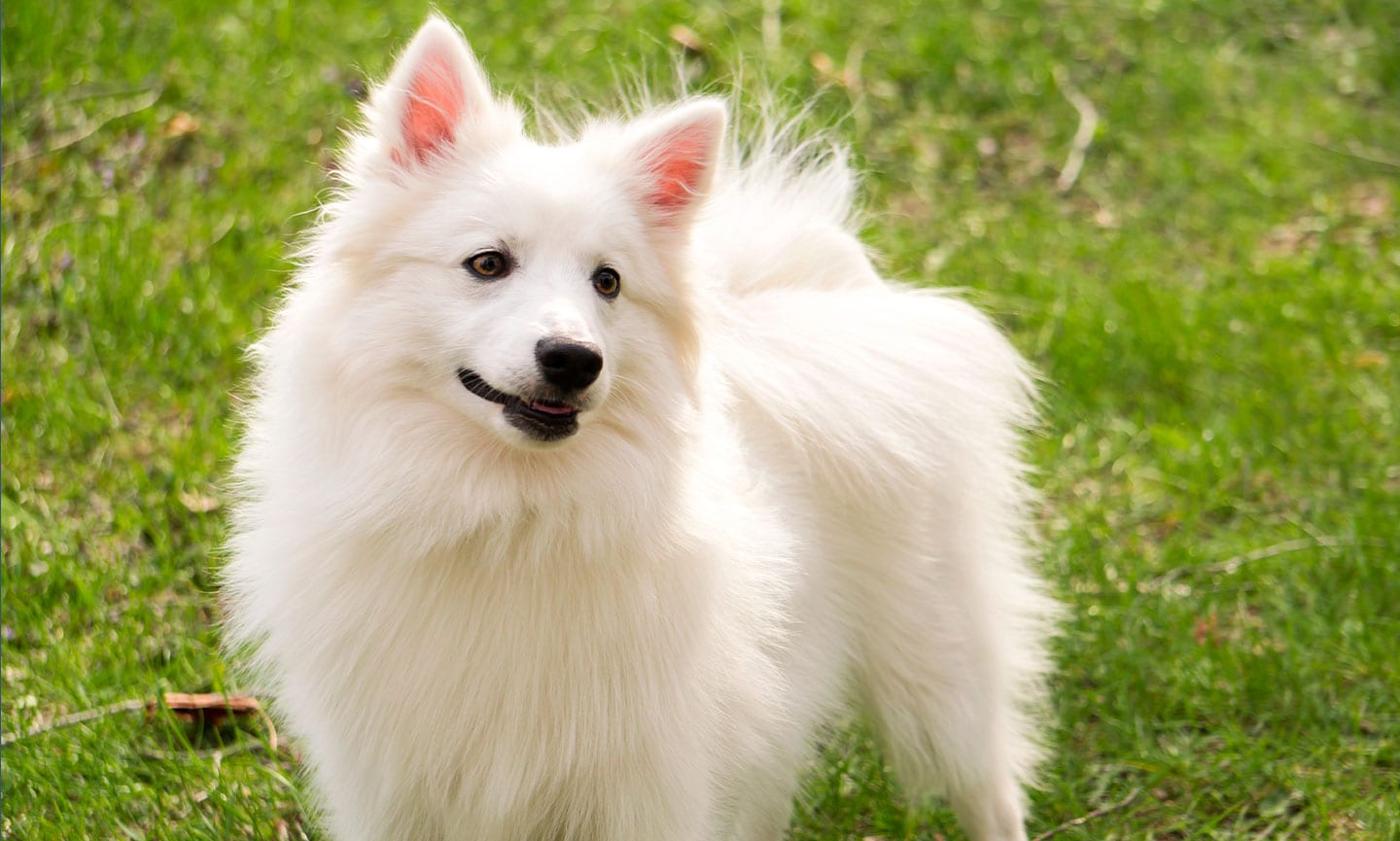 This 🐕 Dog Breeds Quiz May Be a Liiiittle Challenging, But Let’s See If You Can Score 15/20 American Eskimo Dog